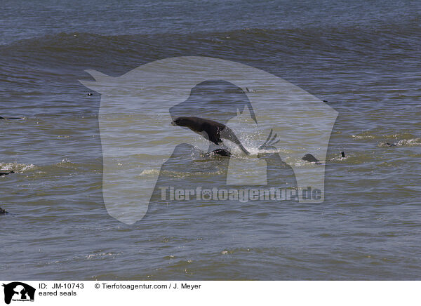 Ohrenrobben / eared seals / JM-10743