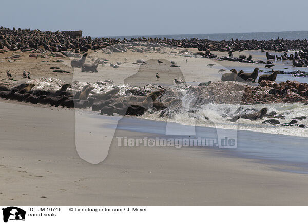 Ohrenrobben / eared seals / JM-10746