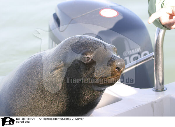 Ohrenrobbe / eared seal / JM-18194