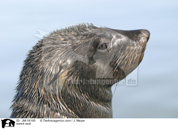 Ohrenrobbe / eared seal / JM-18195