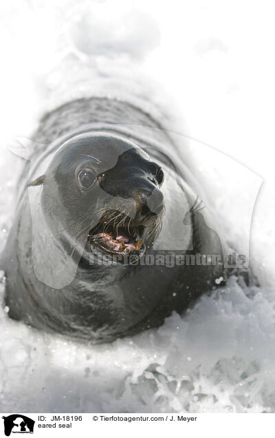Ohrenrobbe / eared seal / JM-18196