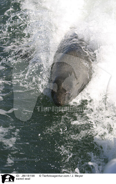 Ohrenrobbe / eared seal / JM-18198