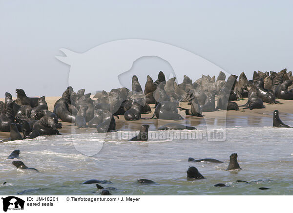 Ohrenrobben / eared seals / JM-18201