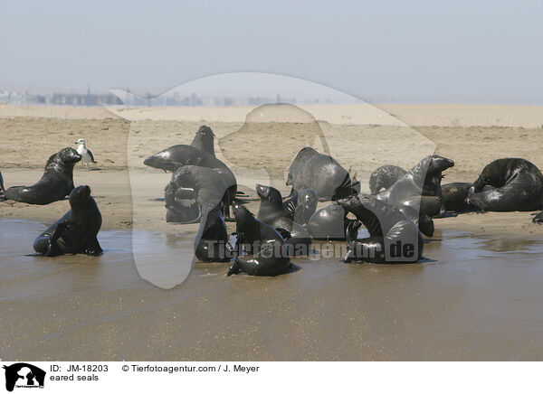 Ohrenrobben / eared seals / JM-18203