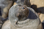 eared seal