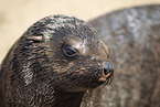 eared seal
