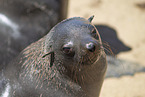 eared seal