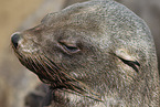 eared seal