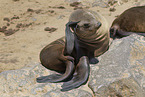 eared seal