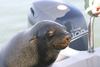 eared seal