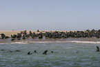 eared seals