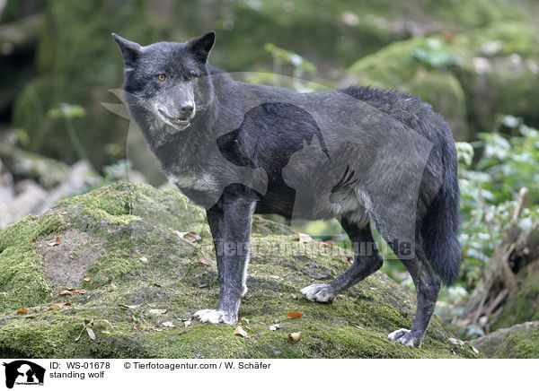 standing wolf / WS-01678