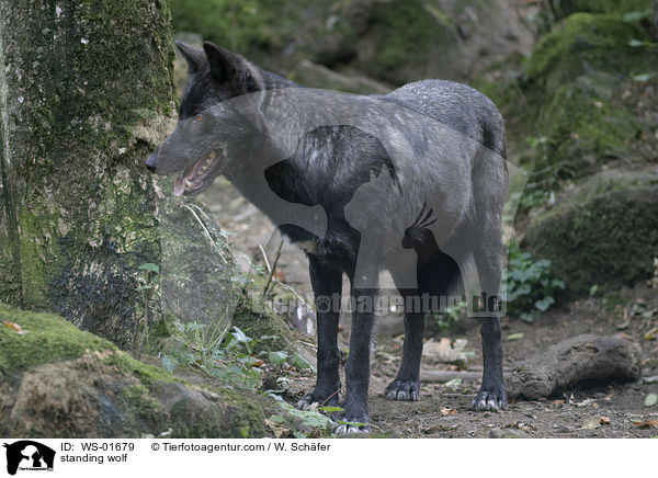 standing wolf / WS-01679