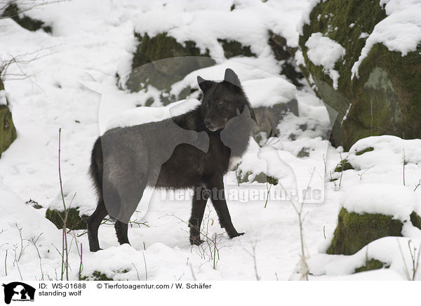 stehender Timberwolf / standing wolf / WS-01688