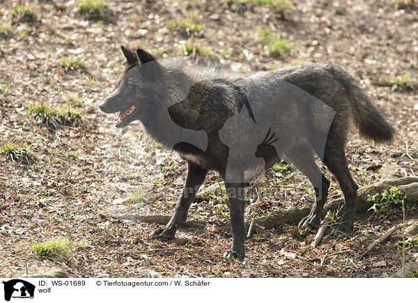 wolf / WS-01689
