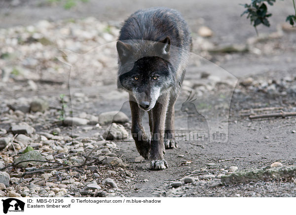 Eastern timber wolf / MBS-01296