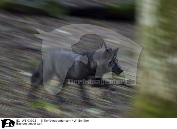 Timberwolf / Eastern timber wolf / WS-03022