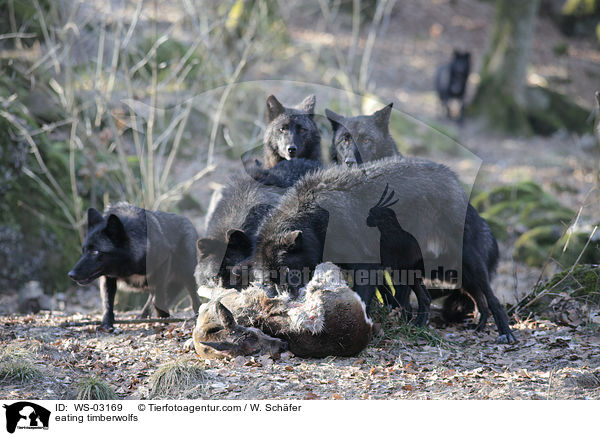 eating timberwolfs / WS-03169
