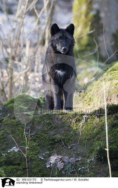 standing timberwolf / WS-03170