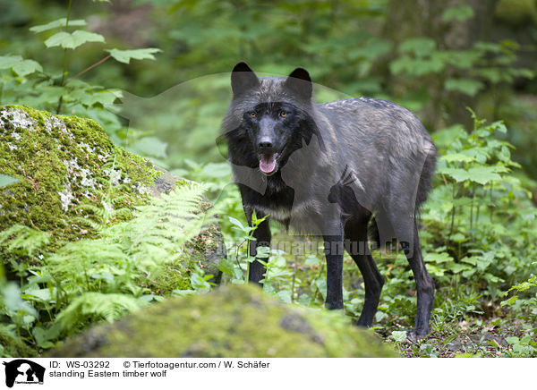standing Eastern timber wolf / WS-03292