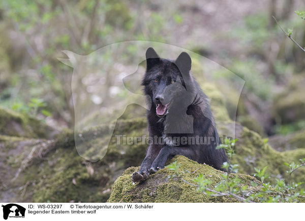 liegender Eastern timber wolf / WS-03297