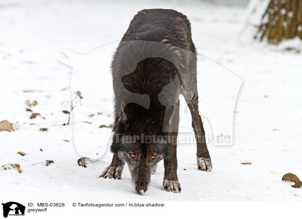 Timberwolf / greywolf / MBS-03628