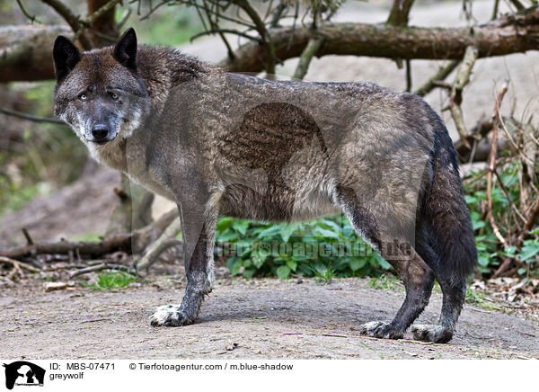 greywolf / MBS-07471