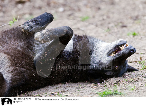 greywolf / MBS-07474