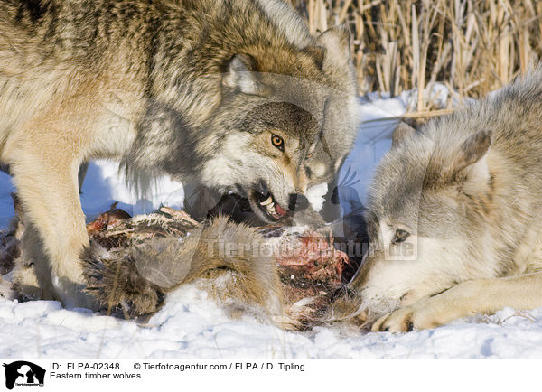 Eastern timber wolves / FLPA-02348