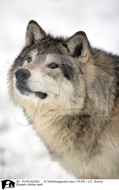 Eastern timber wolf / FLPA-02352