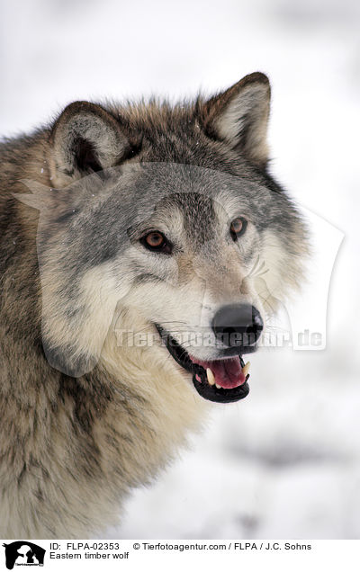 Eastern timber wolf / FLPA-02353