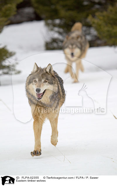 Eastern timber wolves / FLPA-02355