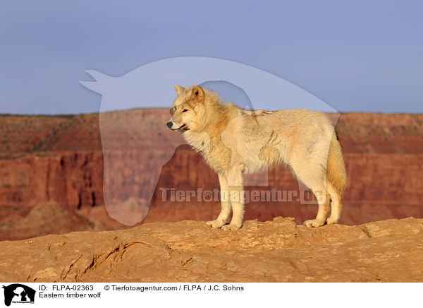 Eastern timber wolf / FLPA-02363