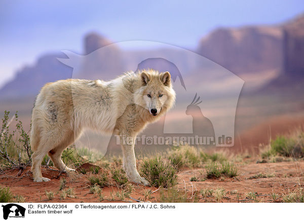 Eastern timber wolf / FLPA-02364