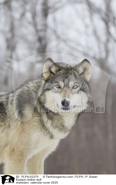 Eastern timber wolf / FLPA-02370