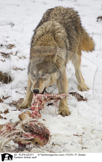 Eastern timber wolf / FLPA-02377