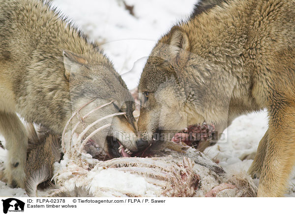 Eastern timber wolves / FLPA-02378
