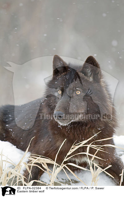 Eastern timber wolf / FLPA-02384