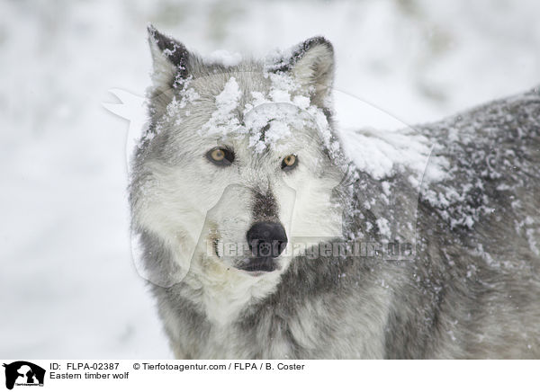 Eastern timber wolf / FLPA-02387
