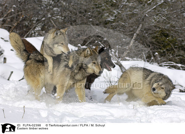 Eastern timber wolves / FLPA-02398