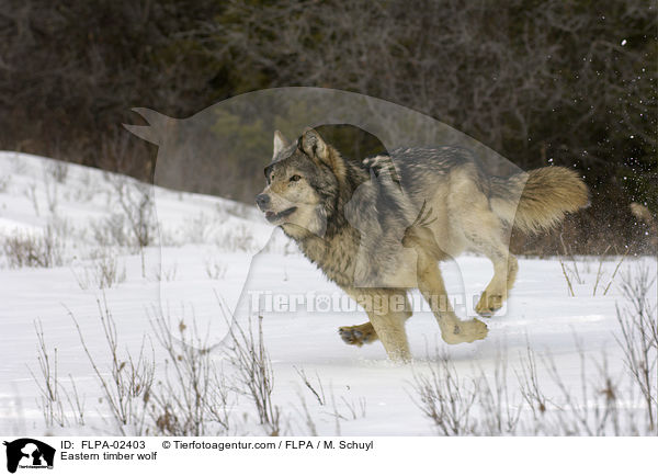 Eastern timber wolf / FLPA-02403
