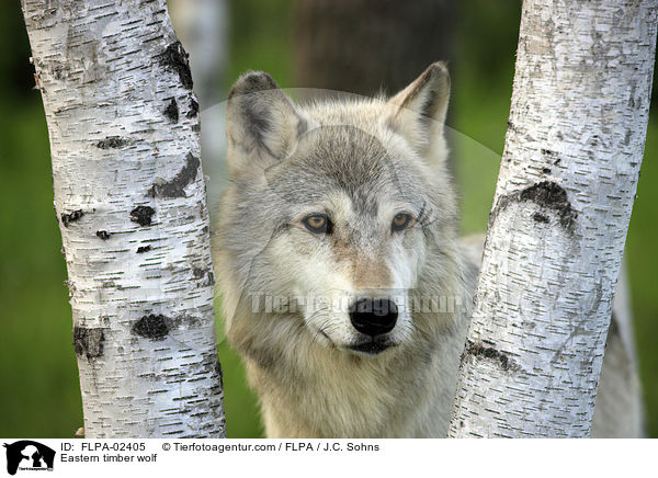 Eastern timber wolf / FLPA-02405