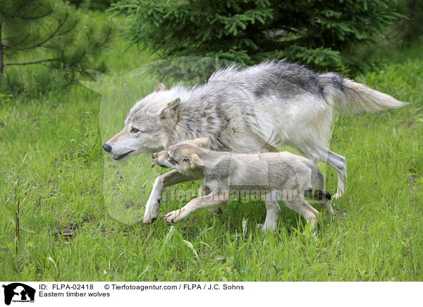 Eastern timber wolves / FLPA-02418