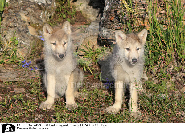 Eastern timber wolves / FLPA-02423