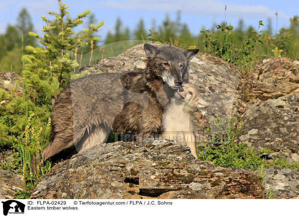 Eastern timber wolves / FLPA-02429