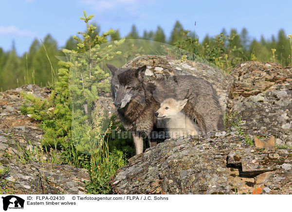 Eastern timber wolves / FLPA-02430
