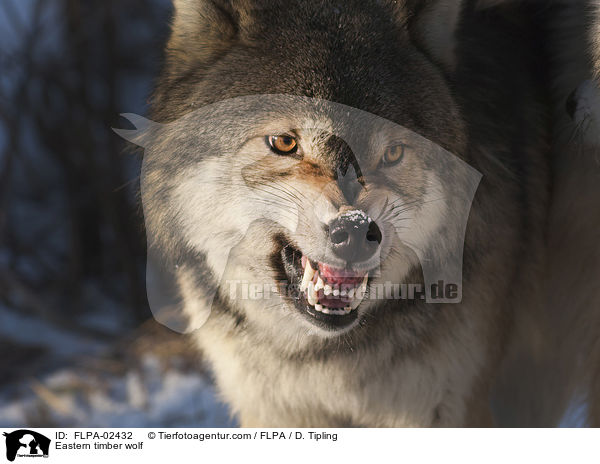 Eastern timber wolf / FLPA-02432