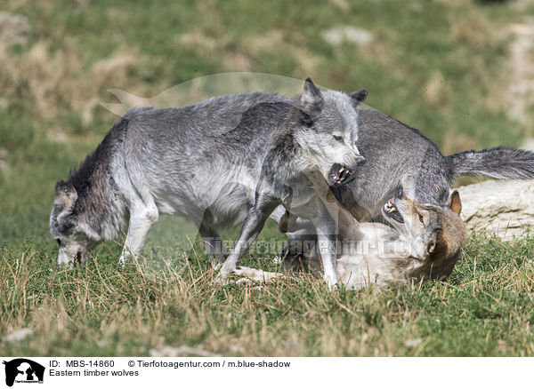 Eastern timber wolves / MBS-14860