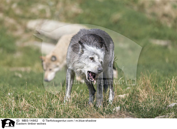 Eastern timber wolves / MBS-14862
