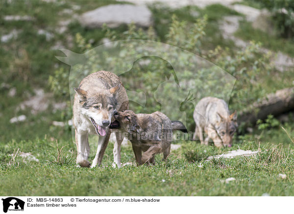 Eastern timber wolves / MBS-14863